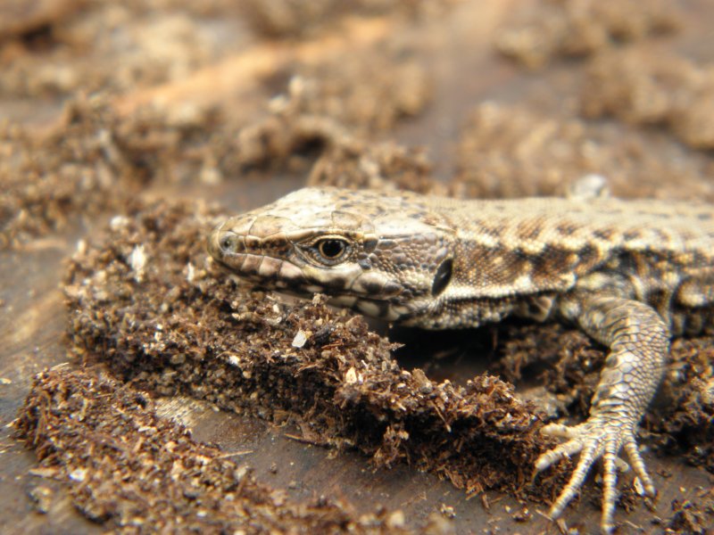 Lézard des murailles. Pascal Mathias